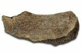 Fossil Ornithischian Dinosaur Bone Section - Montana #355144-1